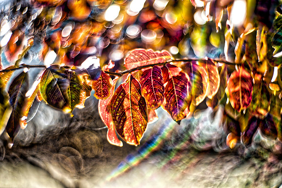 Bertazzoni, HDR, Nikon, bush, colors, details, garden, green, scenic, texture, leafs, veins, rings, artistic, nature