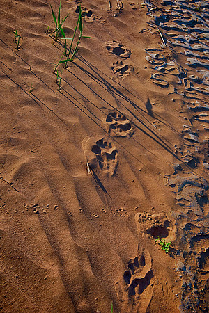 footprints, Bertazzoni, HDR, Namibia, Nikon, artistic, desert, details, landscape, rocks, sand, scenic