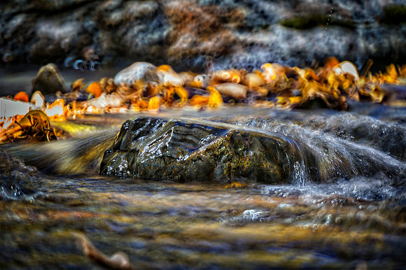 Bertazzoni, Nikon, aspens, autumn, autumn, bokeh, branches, contrast, cortex, dew, foliage, forest, leafs, nature, pearls, pecan, rain, "rose garden", season, trees, water, wind, winter, wood