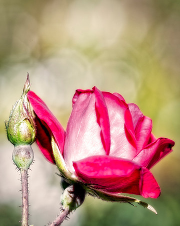 Bertazzoni, HDR, Nikon, artistic, colors, details, garden, nature, petals, petals, "red petals, rings,", roses, spines, texture, vibrance