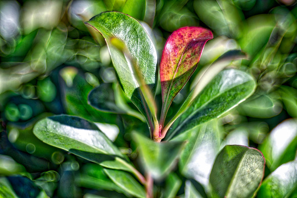 Bertazzoni, HDR, Nikon, artistic, bush, colors, details, garden, green, leafs, nature, rings, scenic, texture, veins