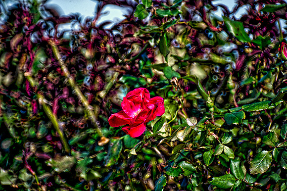 Bertazzoni, HDR, Nikon, artistic, colors, details, garden, nature, petals, petals, "red petals, rings,", roses, spines, texture, vibrance
