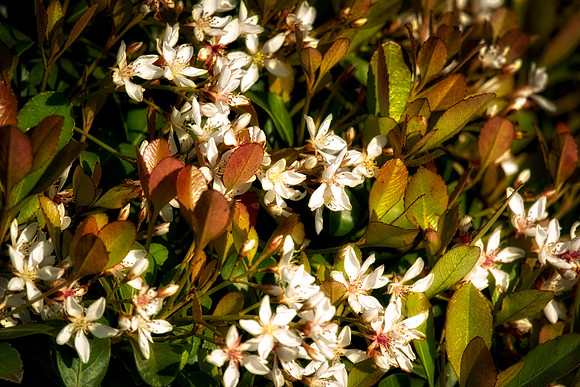 Ear, HDR, Nikon, artistic, bertazzoni, bokeh, colors, details, foliage, grass, nature, seasons, "small flowers", wind, yard