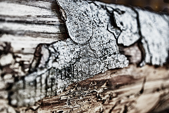 Bark