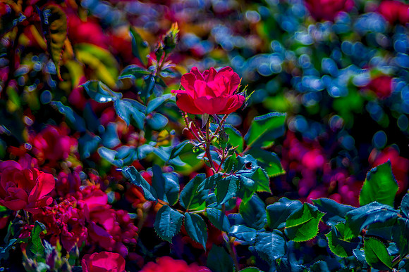 Bertazzoni, HDR, Nikon, bush, colors, details, garden, green, leafs, "rose garden", scenic, spines, structure, texture, veins