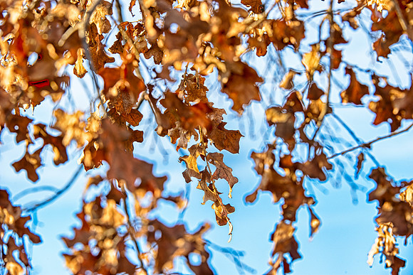Bertazzoni, HDR, Nikon, artistic, colors, details, forest, leafs, nature, oak,"oak's leafs", scenic, woods, yard