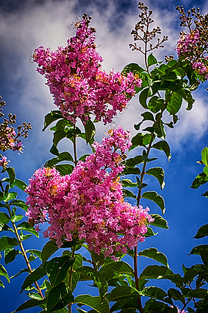 Purple HDR, Artistic, futuristic, details, colors, vivid, Nikon, Bertazzoni, nature, yard, seeds, petals, sun, clouds, flowers