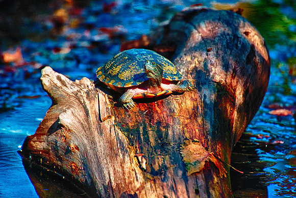 turtle, pond, swamp, swimming, resting, reptile, colors, details, nature, structure, yard, Nikon, Bertazzoni, HDR, artistic