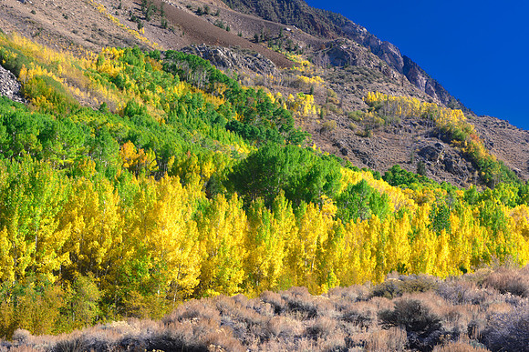 Ear, HDR, Nikon, artistic, bertazzoni, bokeh, colors, details, foliage, grass, nature, seasons, wind, yard, pine, "small pine", California, USA, scenic, "Eastern Sierra", foliage, leaves