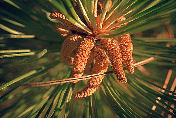 Pine Needle