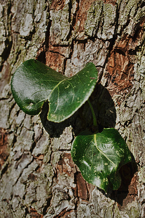 Leafs