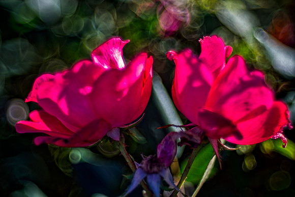 Bertazzoni, HDR, Nikon, artistic, colors, details, garden, nature, petals, roses, spines, texture, vibrance, petals, "red petals, rings,