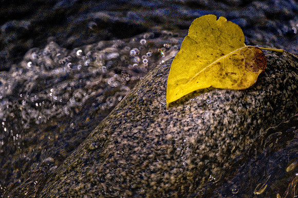 Bertazzoni, Nikon, aspens, autumn, autumn, bokeh, branches, contrast, cortex, dew, foliage, forest, leafs, nature, pearls, pecan, rain, "rose garden", season, trees, water, wind, winter, wood