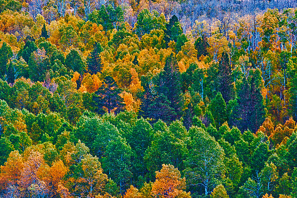 Aspens & Evergreens