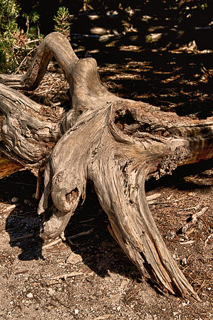 Log