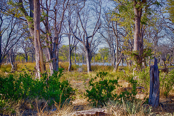 swamp, pond, "dead trees, HDR, bushes, logs, artistic, details, structures
