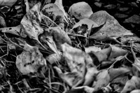 Bertazzoni, HDR, Nikon, Oak, abstract, artistic, "black & white", circles, details, leafs, nature, "oak tree", veins