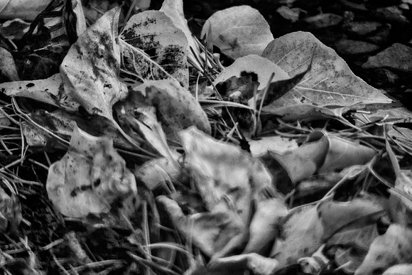 Bertazzoni, HDR, Nikon, Oak, abstract, artistic, "black & white", circles, details, leafs, nature, "oak tree", veins