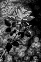 Bertazzoni, HDR, Nikon, artistic, "black & white", details, garden, nature, nursery, petals, rose, scenic, texture, yard
