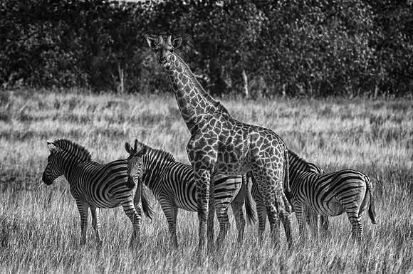 Africa, African, African, Botswana, Giraffes, Herd, Landscape, Safari, Zebras, animals