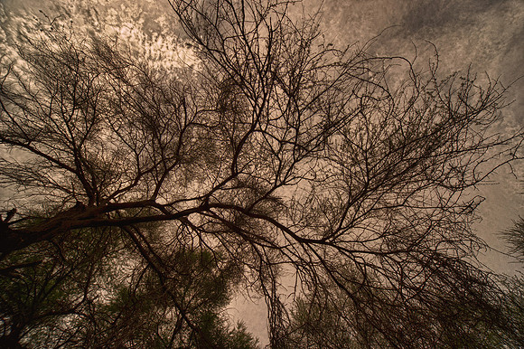 Dusk, branches, dawn, garden, landscaping, nature, park, shade, structures, trees
