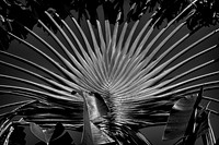 Fan, HDR, arms, "black & white", details, highlights, leafs, plant, scenic, shades