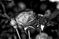 Bertazzoni, HDR, Nikon, artistic, artistic, "black & white", details, garden, nature, nursery, petals, rose, "rose garden", scenic, spines, texture, yard