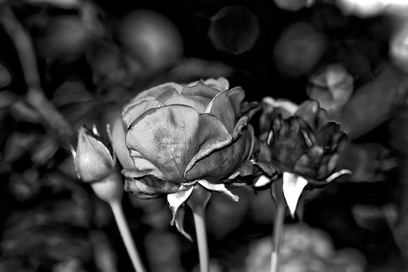 Bertazzoni, HDR, Nikon, artistic, artistic, "black & white", details, garden, nature, nursery, petals, rose, "rose garden", scenic, spines, texture, yard