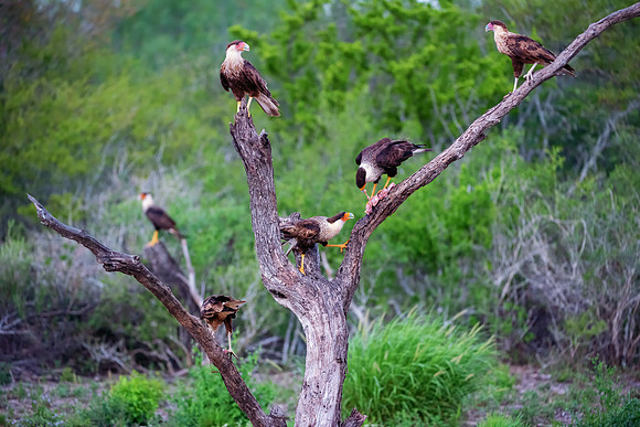 Caracara
