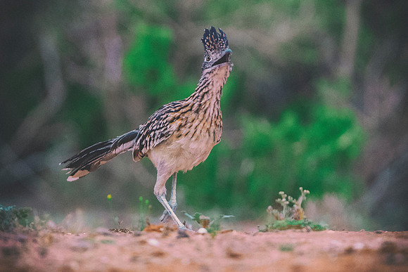 Road Runner