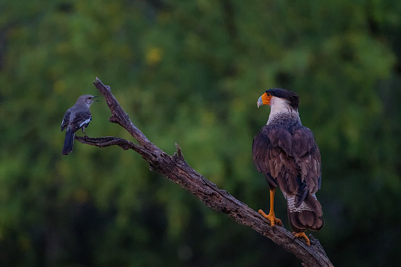 Caracara