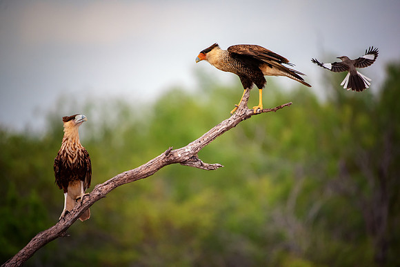Caracara