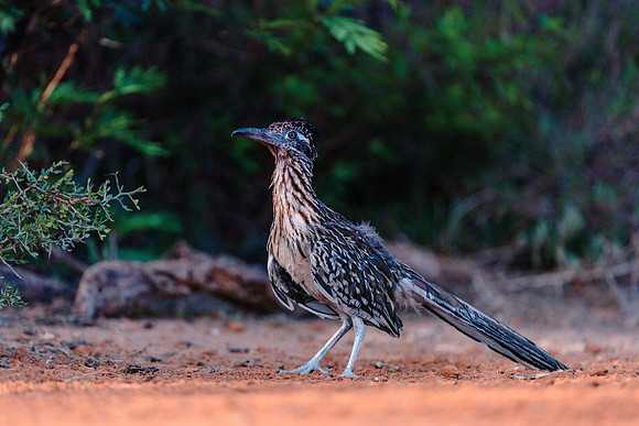 Road Runner