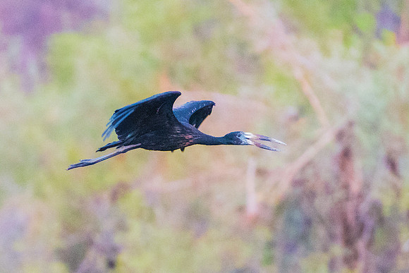 African Openbill