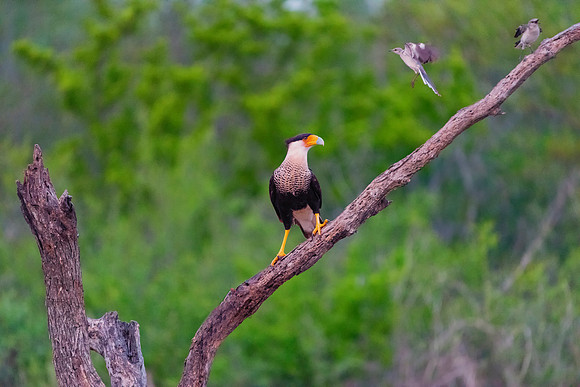 Caracara