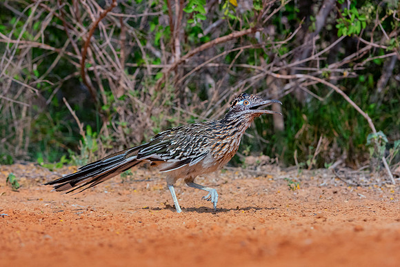 Road Runner