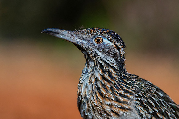 Road Runner