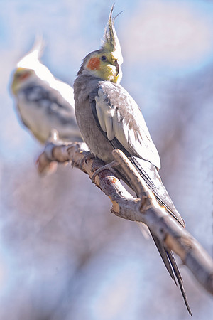 crest, beak, feathers, legs, eyes, flying, climbing, speaking, singing, talking, conversation, Bertazzoni, Nikon, feathers, zoo, chain, cage, trees, pet, nature, Asia, "South America", "Central Americ