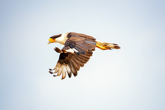 Caracara