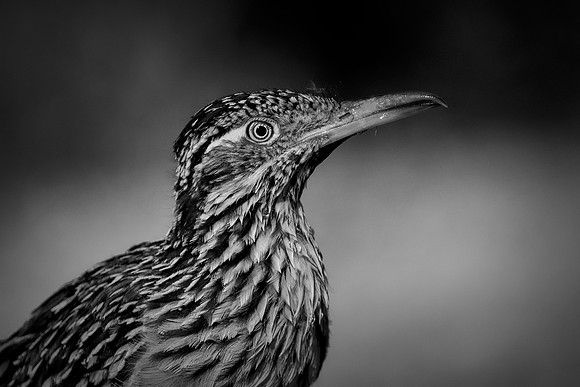Road Runner