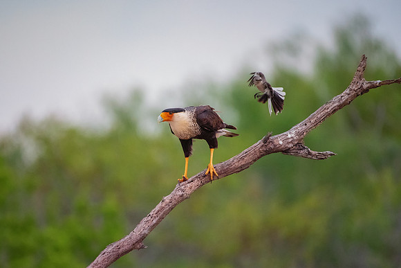 Caracara