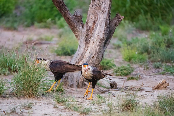 Caracara