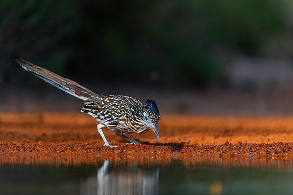 Road Runner