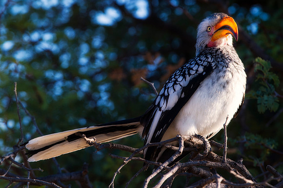 "Southern Red Billed Hornbill", wings, beak, Africa, feathers, colors, tree, eyes, Namibia, Botswana, Zimbabwe, Zambia, "South Africa", feathers, friends