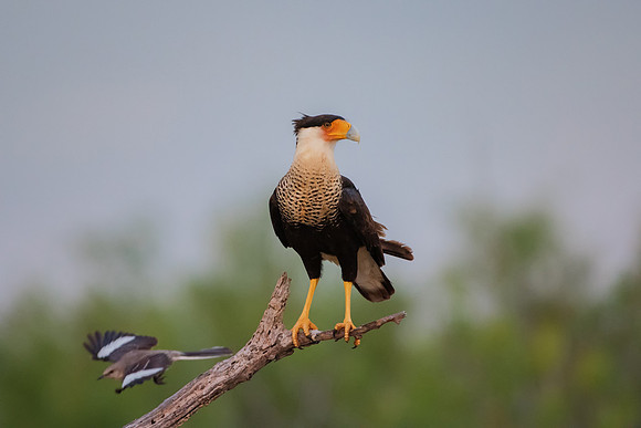 Caracara