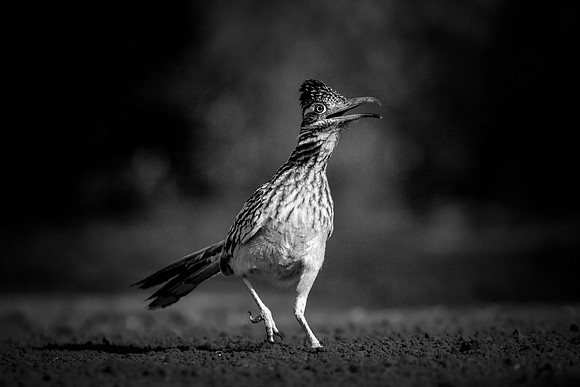 Road Runner