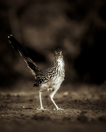 Road Runner