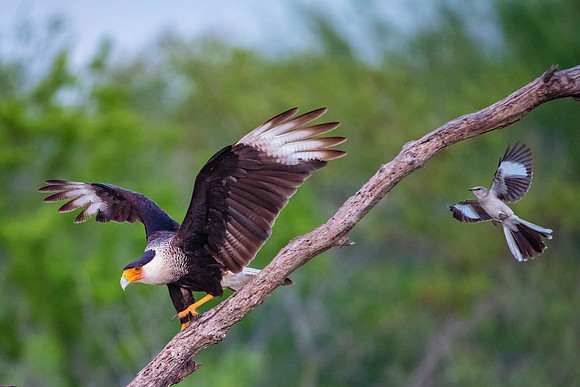 Caracara