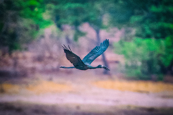 African Openbill