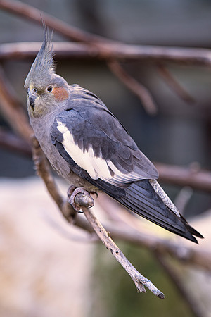 crest, beak, feathers, legs, eyes, flying, climbing, speaking, singing, talking, conversation, Bertazzoni, Nikon, feathers, zoo, chain, cage, trees, pet, nature, Asia, "South America", "Central Americ